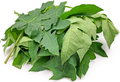 Papaya Leaf | Organic Bulk Herb (per oz)