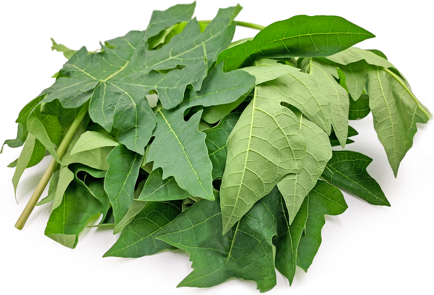 Papaya Leaf | Organic Bulk Herb (per oz)
