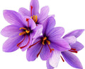 Saffron Flowers | Bulk Herb (per oz)