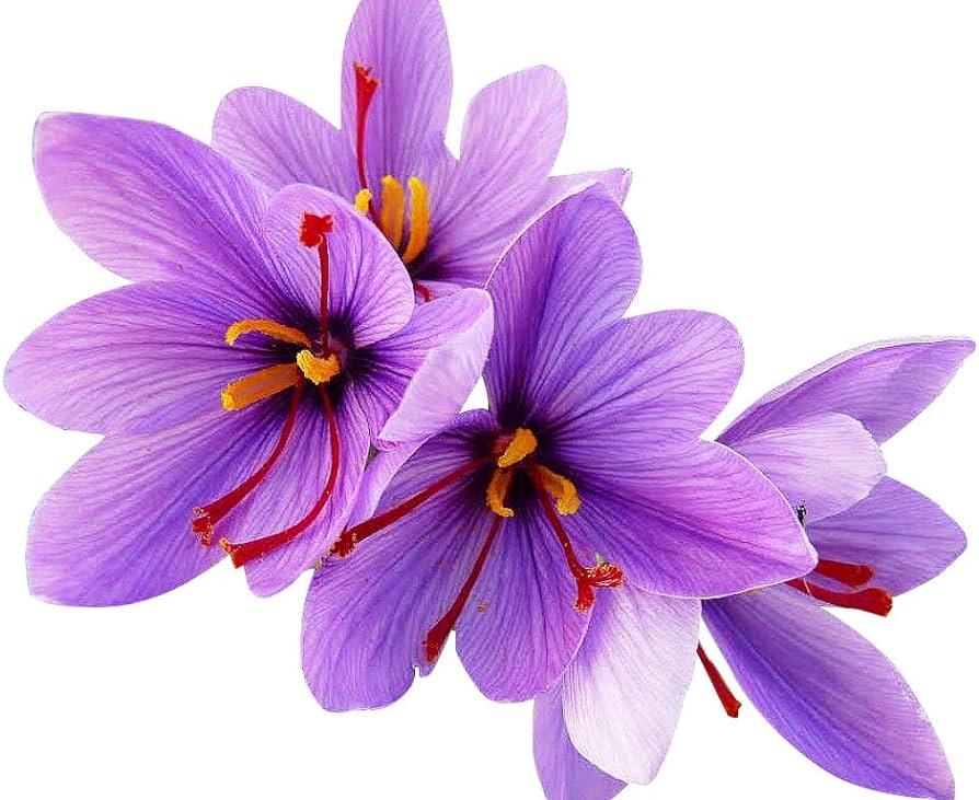 Saffron Flowers | Bulk Herb (per oz)