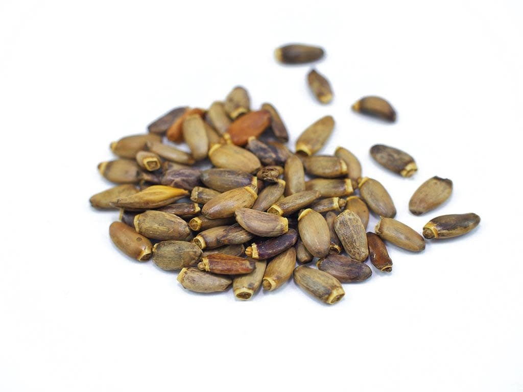 Milk Thistle Seed | Organic Bulk Herb (per oz)
