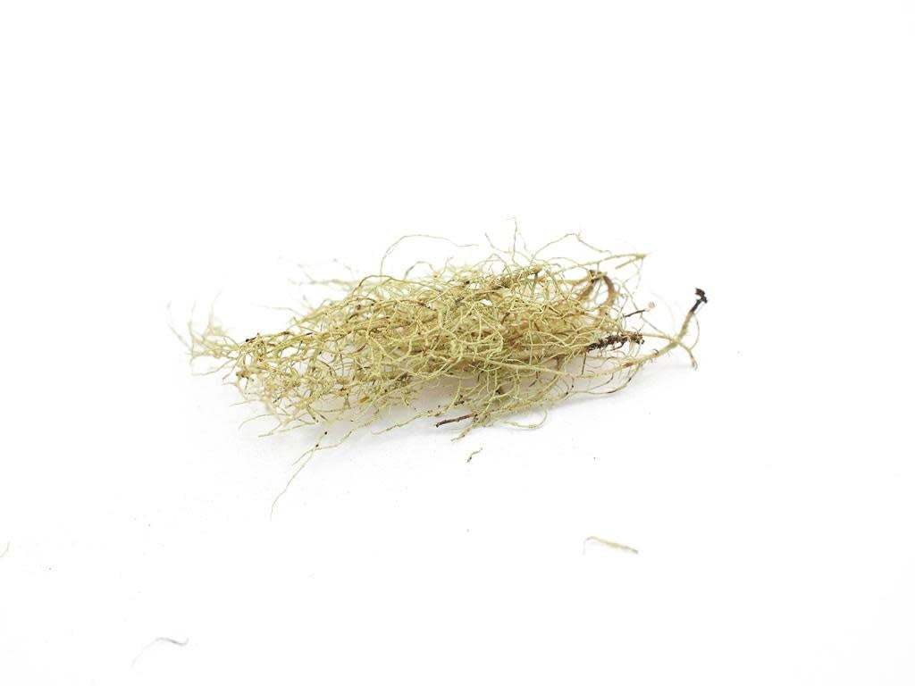 Usnea | Wild-Crafted Bulk Herb (per oz)