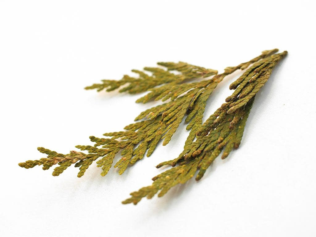 Cedar Tips Western Red | Wildcrafted Bulk Herb (per oz)