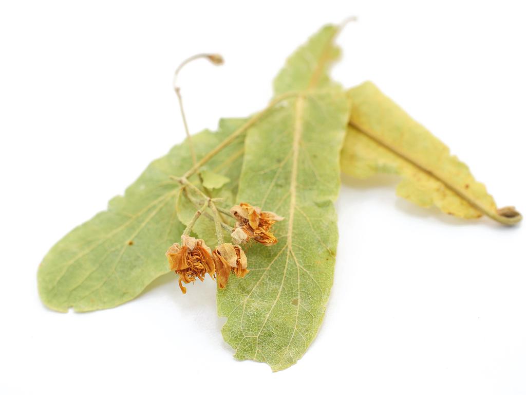 Linden Flowers & Leaf | Organic Bulk Herb (per oz)