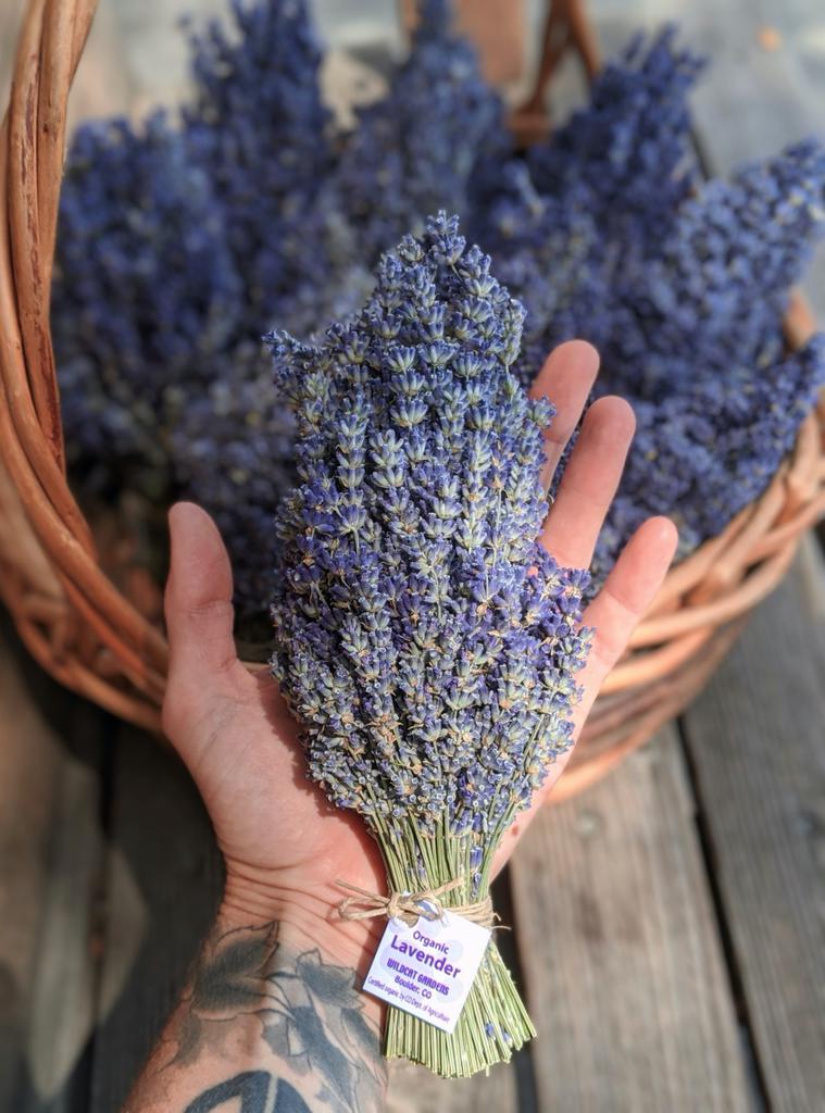Lavender Bundle, Organic | Wildcat Gardens (Colorado)